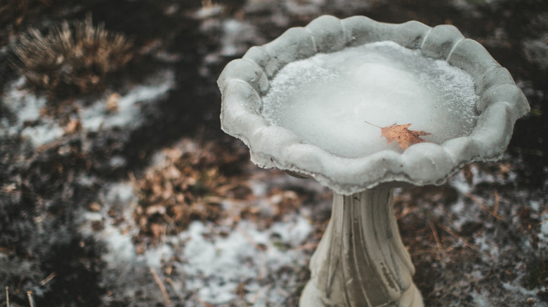 Frozen water in bird bath