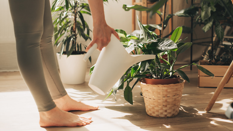 Watering plants with sourdough discard