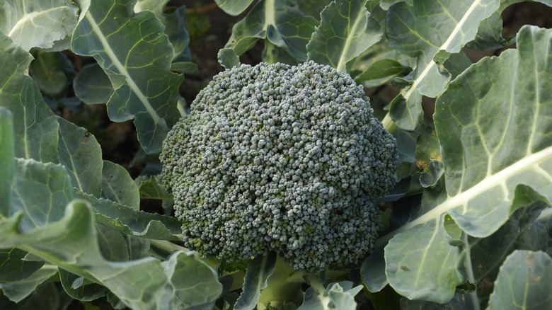 Large broccoli crown