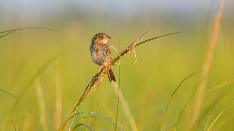 Sparrow sitting in native grass