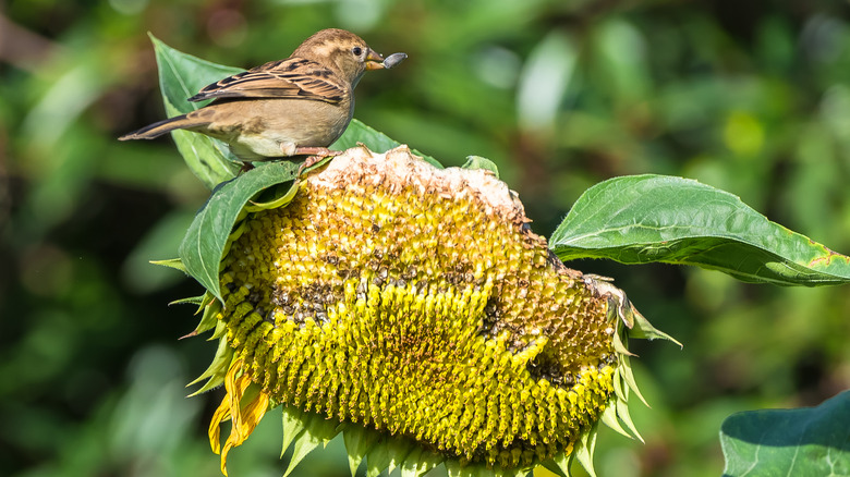 Sparrow eating sunflower seeds