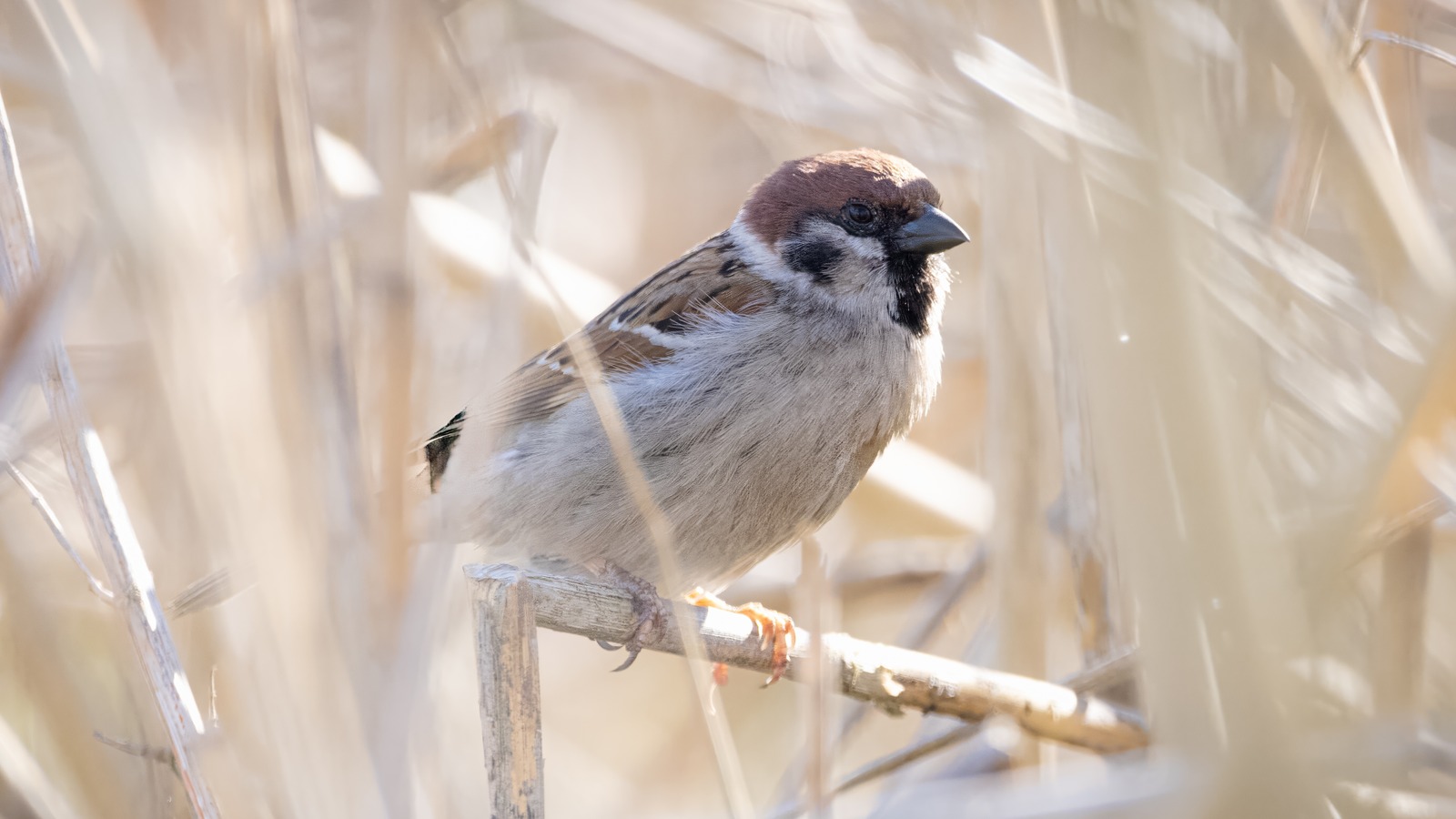 Sparrow's Reserve Bloom outlet