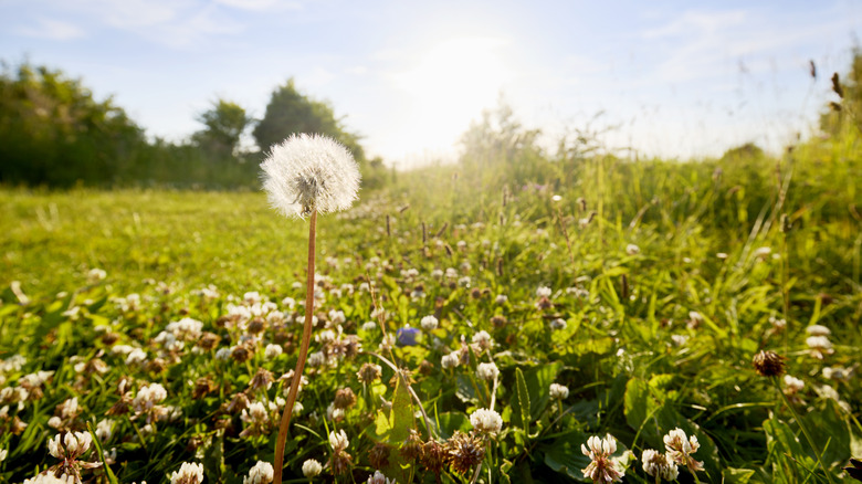 A single dandelion has gone to seed in a field of clover and other weeds