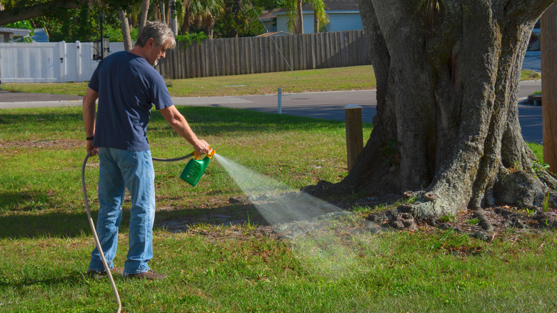 A person spraying weed killer on green lawn next to a large tree