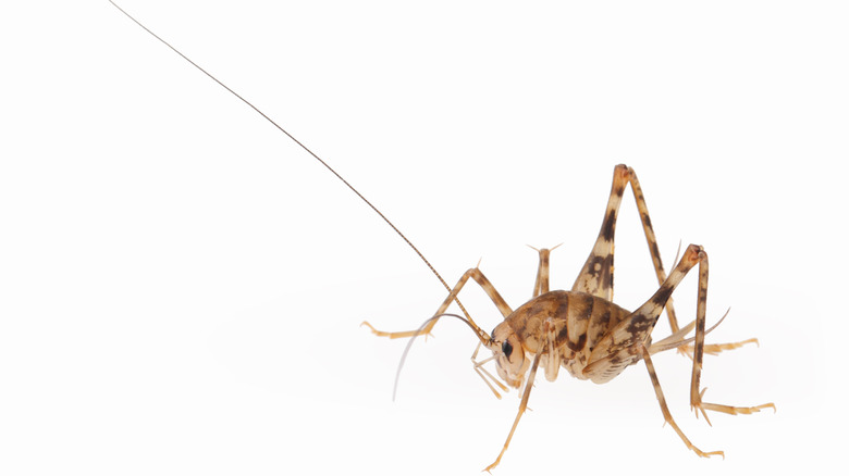 camel cricket on white backdrop