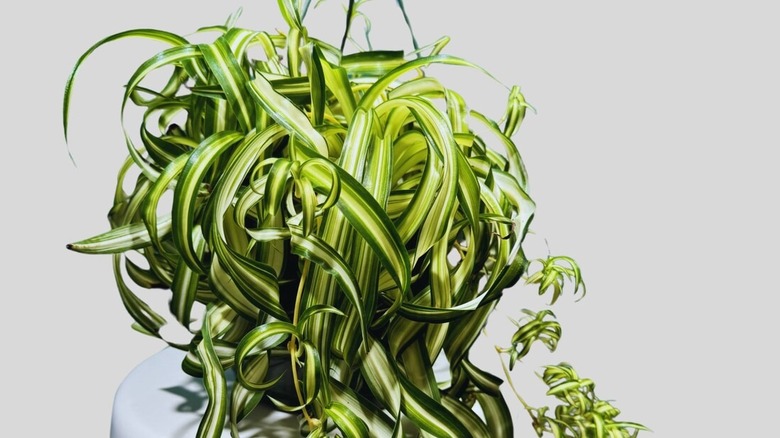 Detail of bonnie variety of spider plant