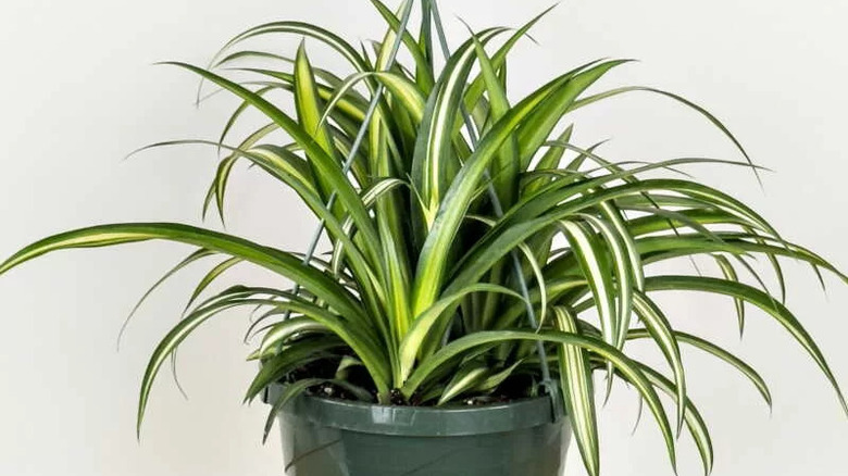 Detail of a hawaiian cultivar of spider plant