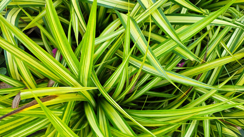 Close-up view of C. comosum 'Mandaianum'