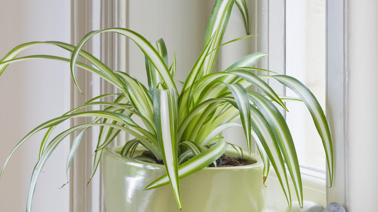 Green container on windowsill with spider plant