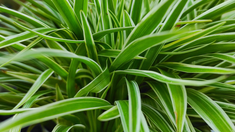 Close-up Chlorophytum Comosum Ocean