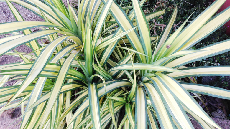 Detail of the Picturatum cultivar of spider plant