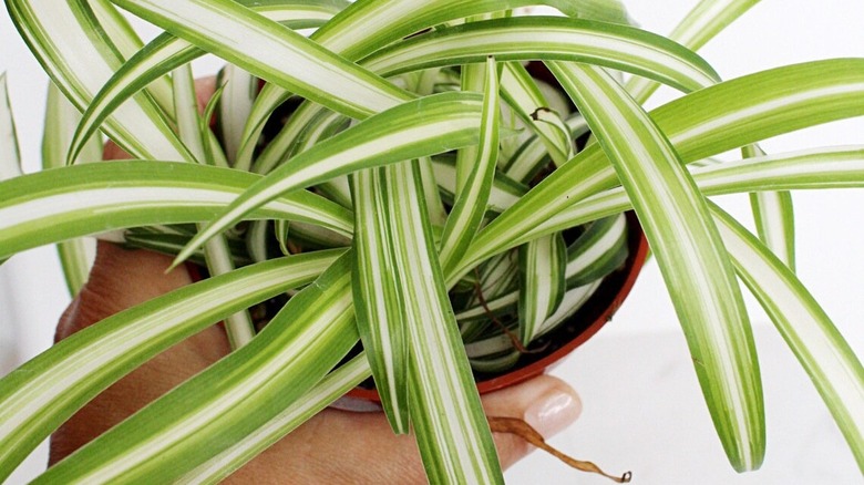 Detail of reverse-colored spider plant