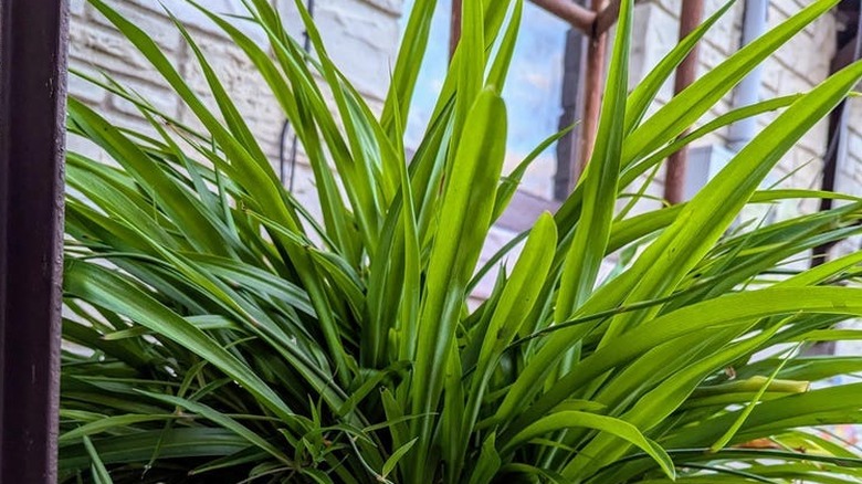 Detail of the Shamrock spider plant variety