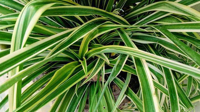 Chlorophytum comosum Variegatum detail