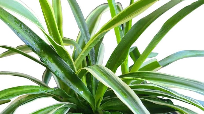 Vittatum spider plant in a rock garden