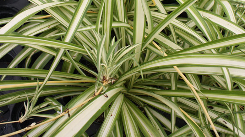 A White Lightning spider plant growing outside in a garden