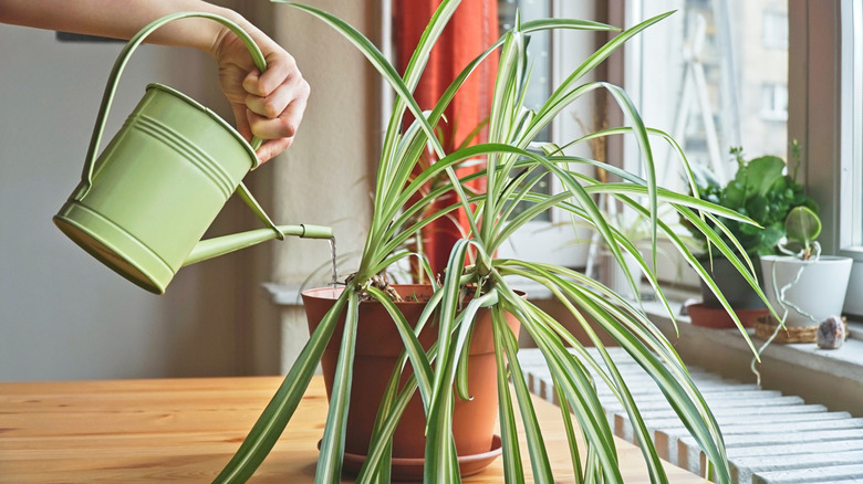 Woman watering Spider plant