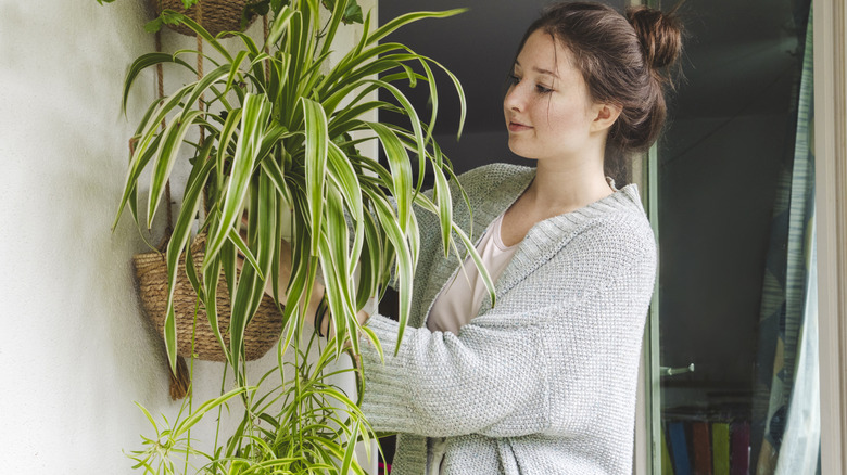 Woman caring for a spider plant mounted on a wall