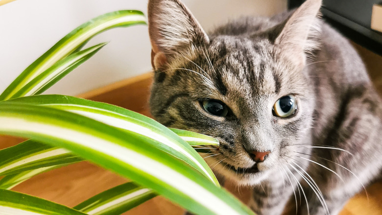 cat eating spider plant