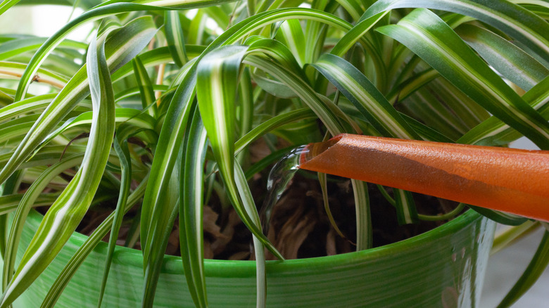 watering a spider plant