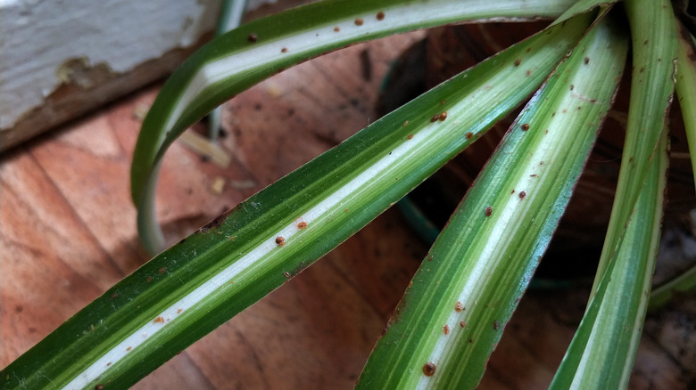 bugs on spider plant