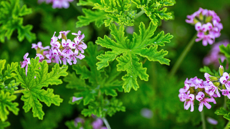 A citronella geranium plant