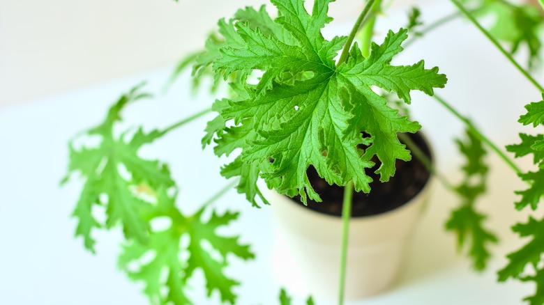 Potted citronella geranium