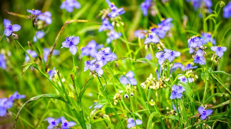 blue spiderwort in field