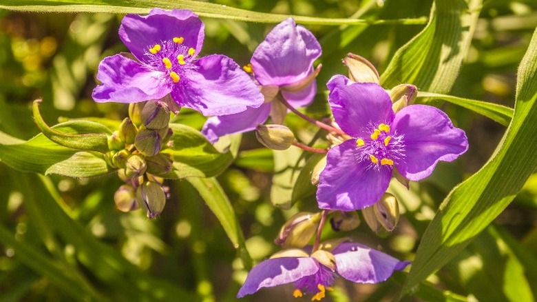 pink spiderwort in sunlight