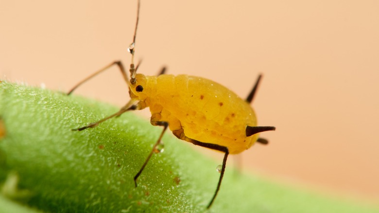 close-up aphid on green leaf