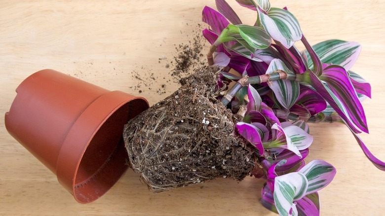 potted spiderwort roots exposed 