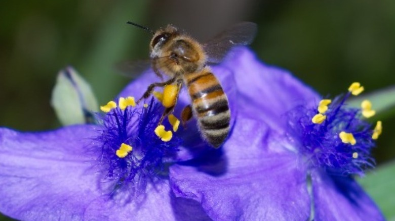 bee pollinating purple spiderwort flower