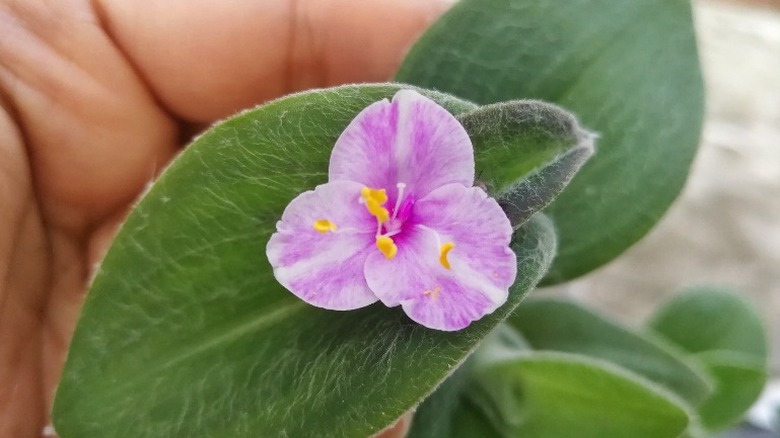 hand holding pink spiderwort flower