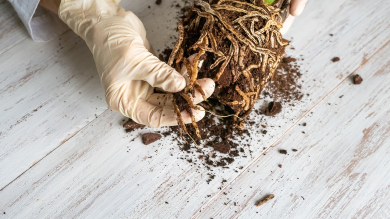 root rot in potted plant