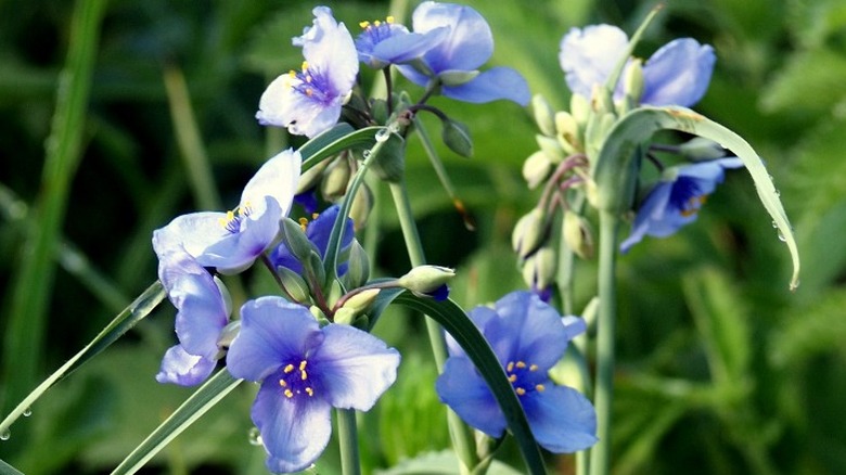 Blue spiderwort flowers close up