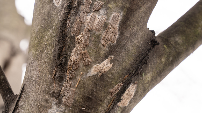 tree with lanternfly eggs