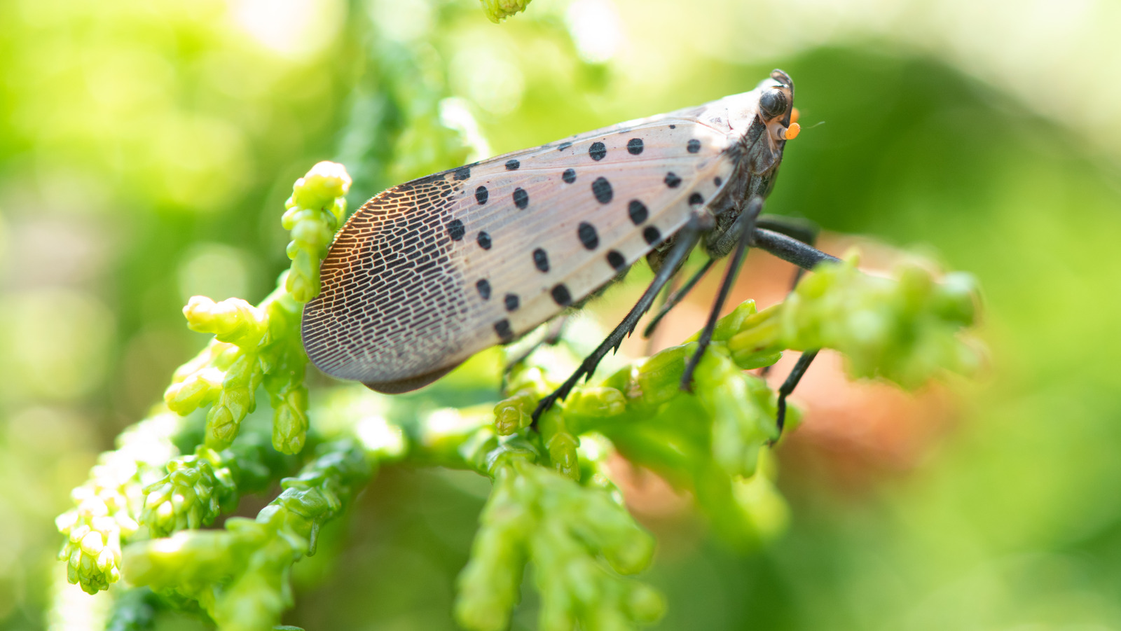 spotted-lanternflies-stand-no-chance-against-two-items-you-already-have