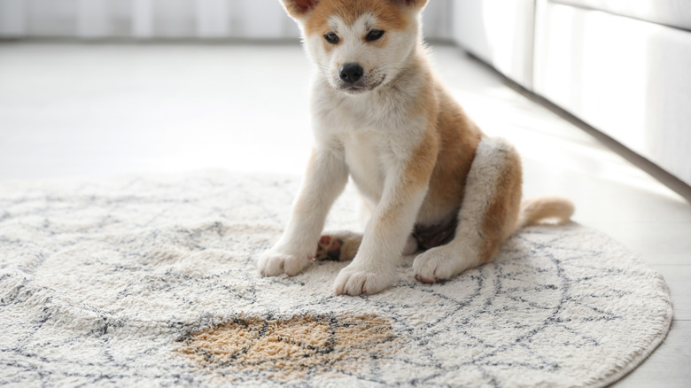 Puppy beside carpet urine stain