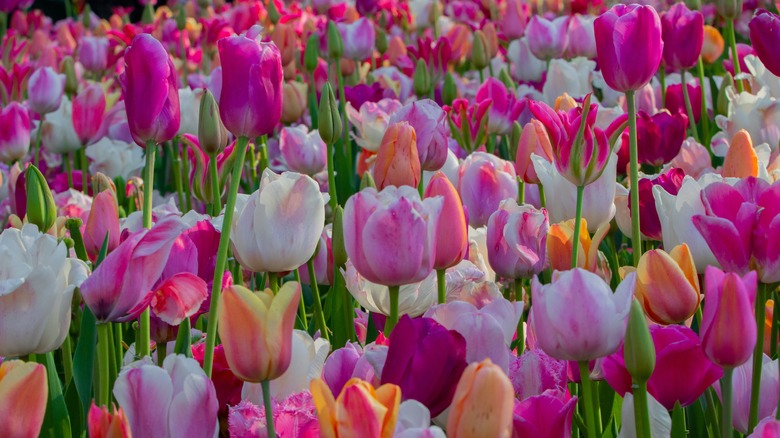multi-colored tulips