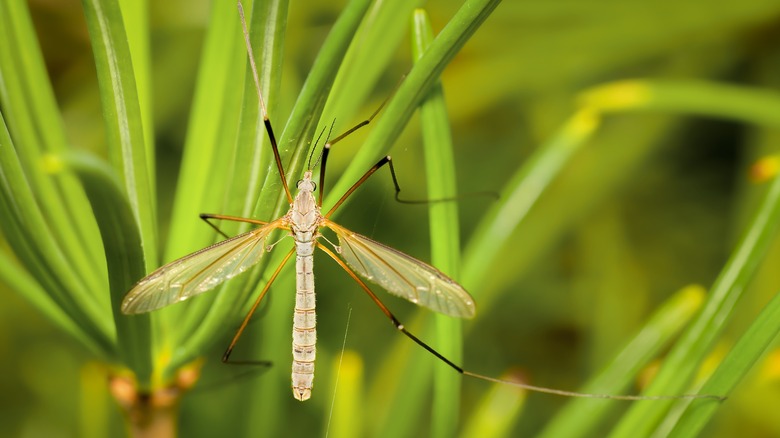 crane fly on green leaves