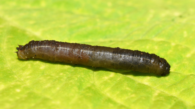 brown crane fly larva on leaf