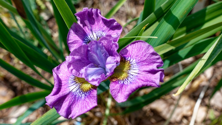 lavender siberian iris flower