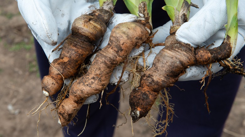 iris rhizomes in gloved hands