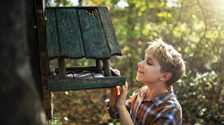 watching a bird feeder