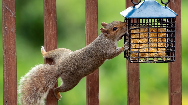 squirrel on bird feeder