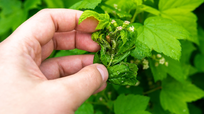 Gardener inspects aphid damaged plant