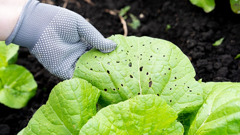 Gardener inspects damaged plant from aphids