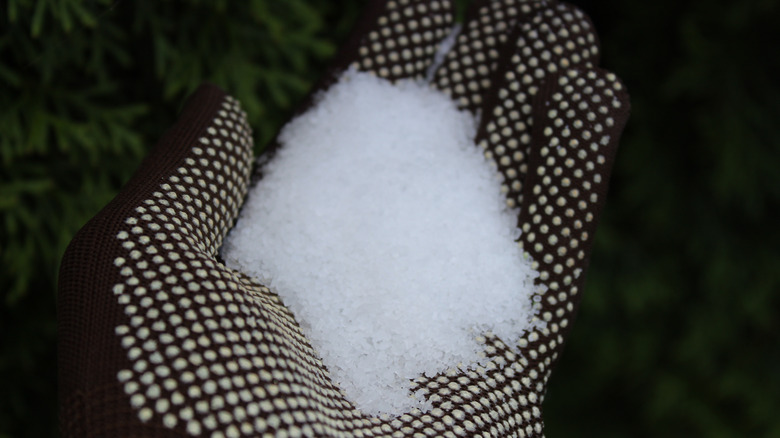 Epsom salt in gloved hand