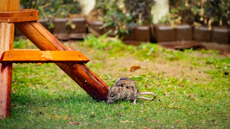 Rat sitting on grass