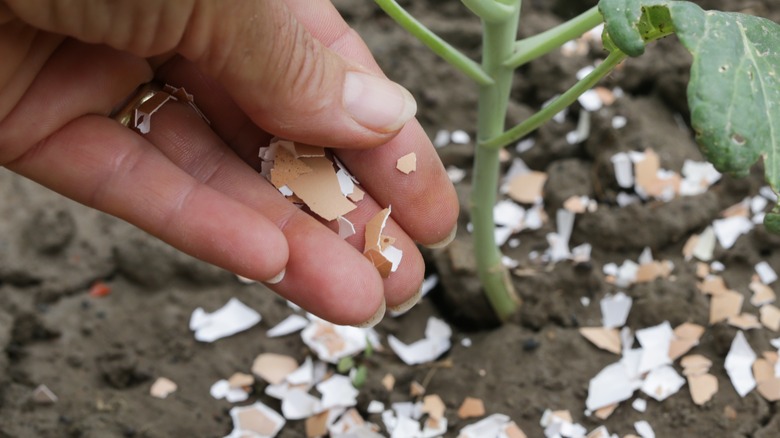 Hand adding eggshells to plant